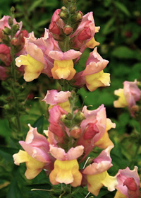 Antirrhinum 'Dulcinea's Heart'